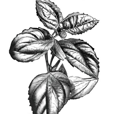 Basilic pourpre - 1 bouquet