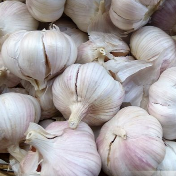 Ail sec (tête d'ail)