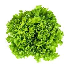 Salade Batavia Blonde, la pièce