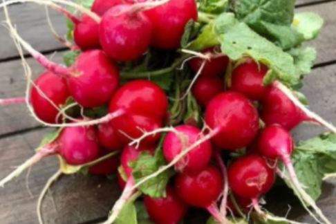 Radis rouges ou rose