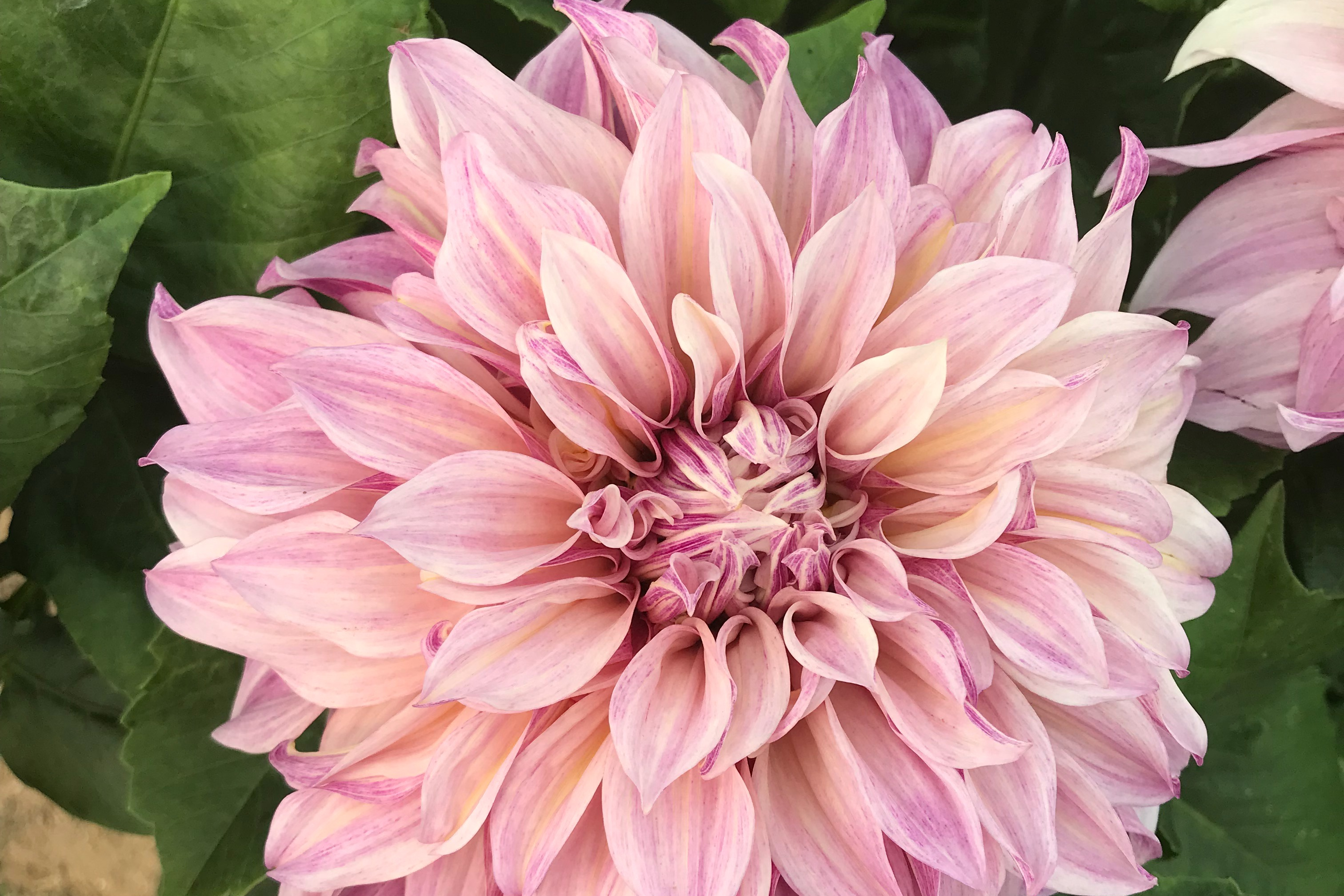 Café au Lait rose - 200g