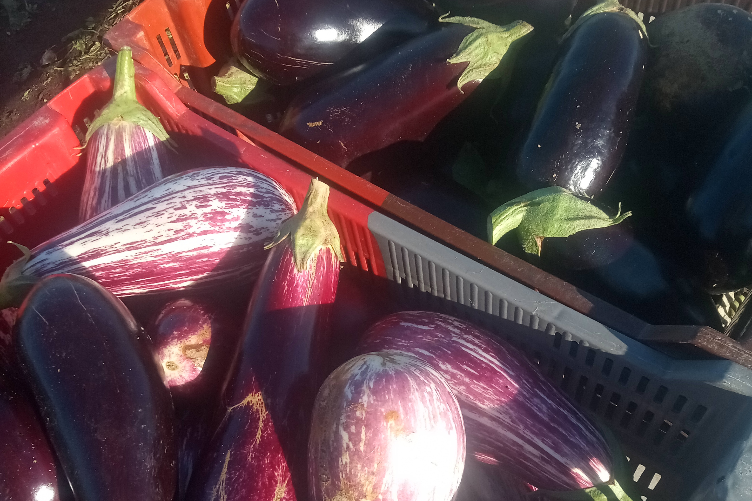 Aubergine / 2 kg