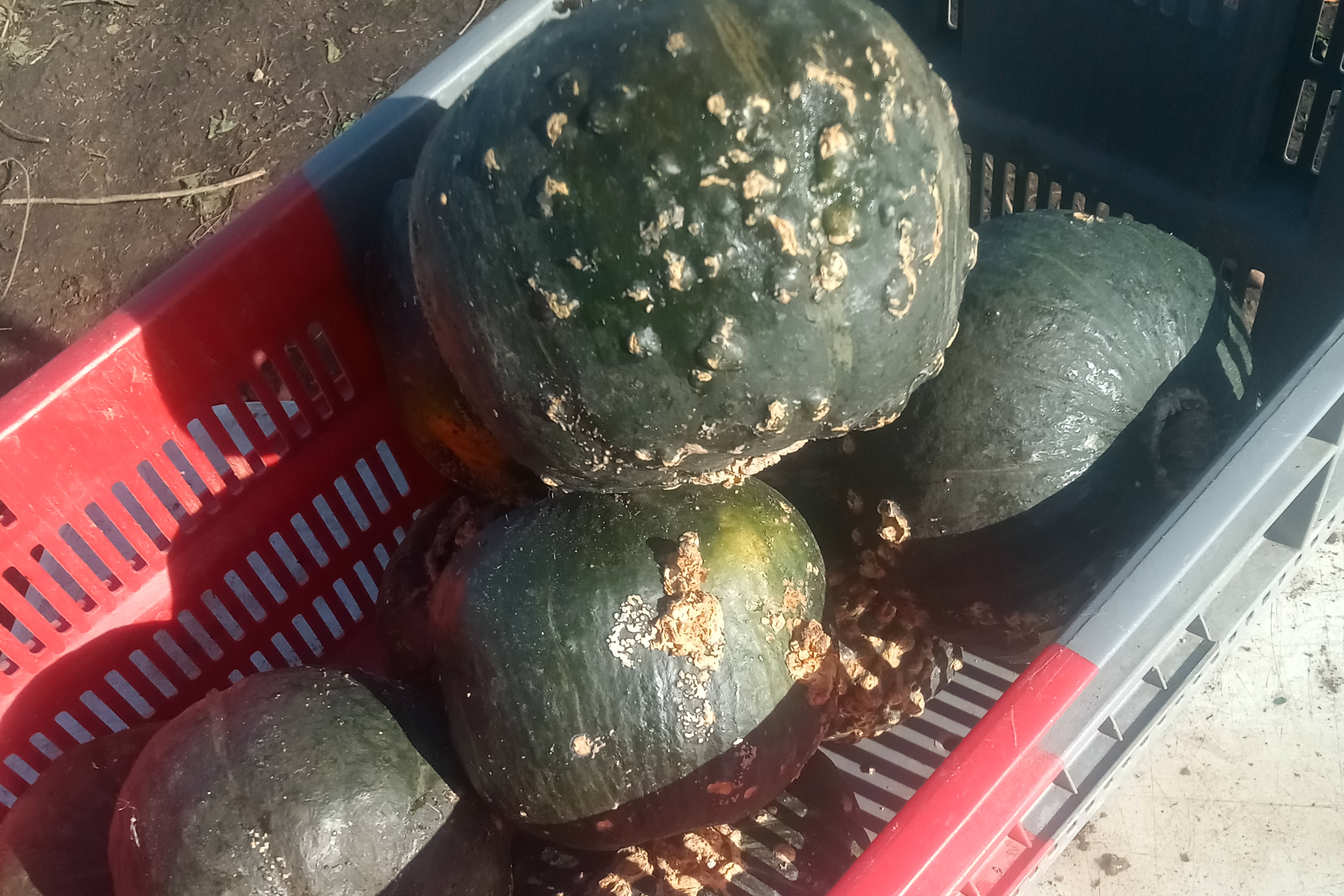 Courge Buttercup (potimarron vert)