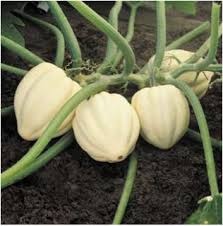 courge cream of the crop environ 800 g