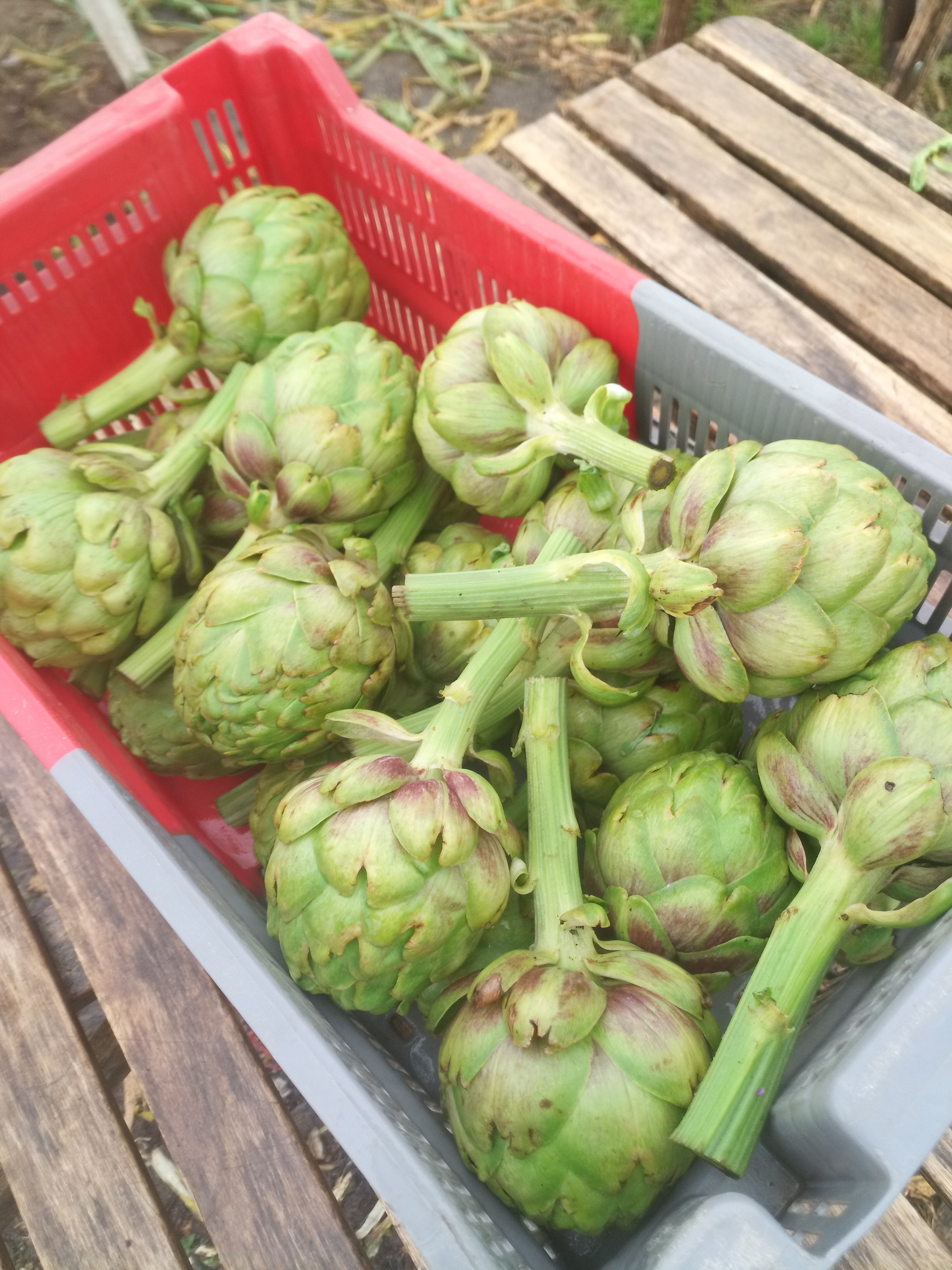 Artichaut blanc et violet / 500gr