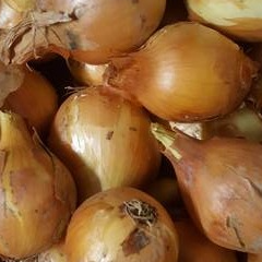 Oignon jaune 500gr - 500g