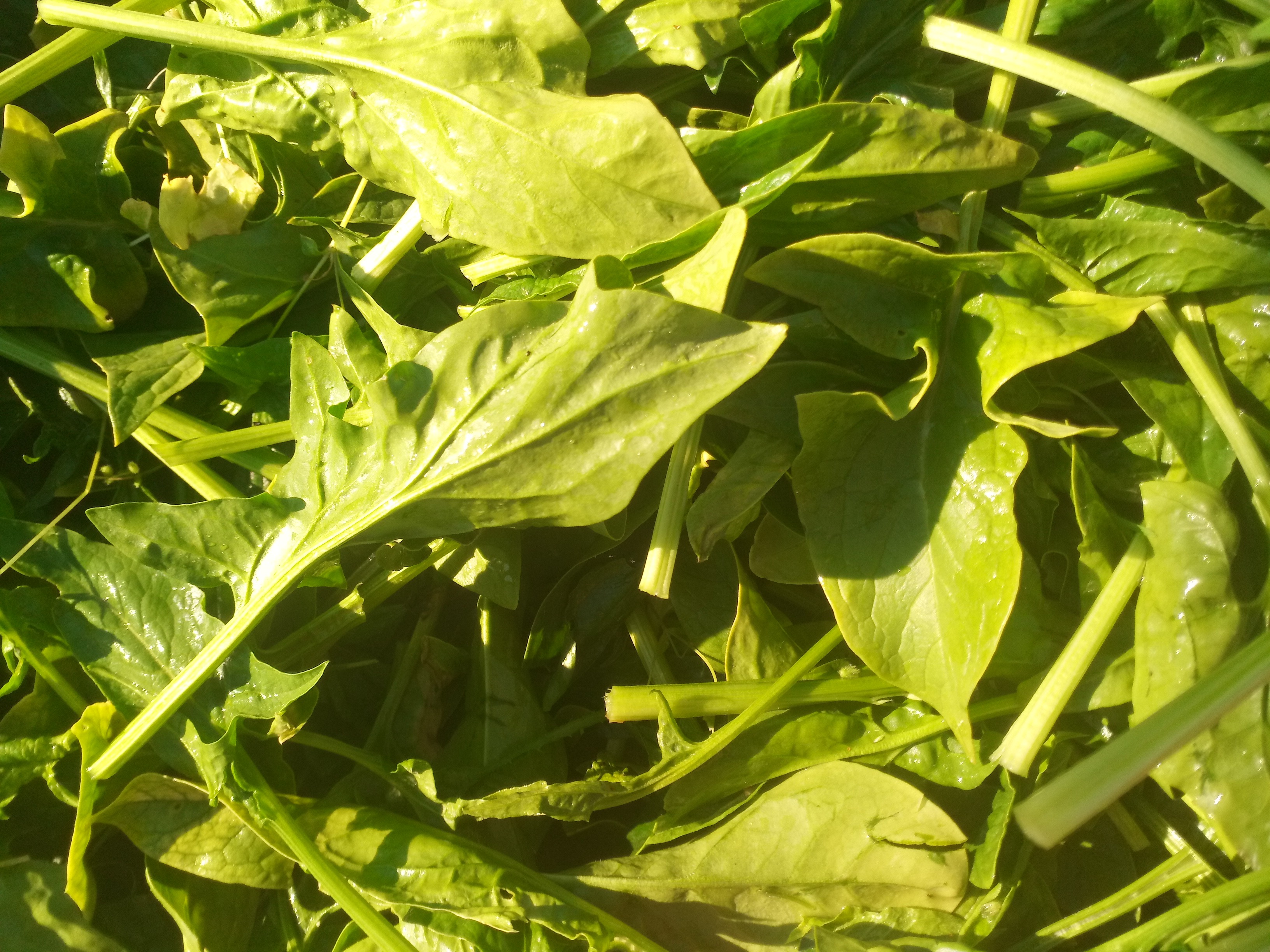 Epinards Jeunes pousses / Sachet de 500 gr