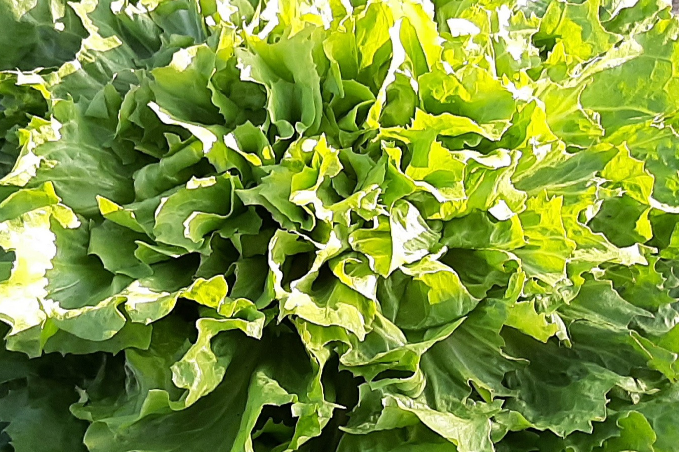 SALADE feuille de chêne ou batavia