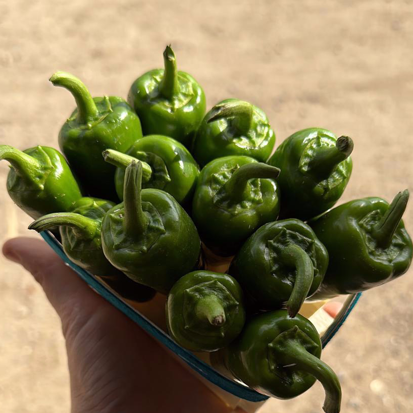 PADRON / Barquette