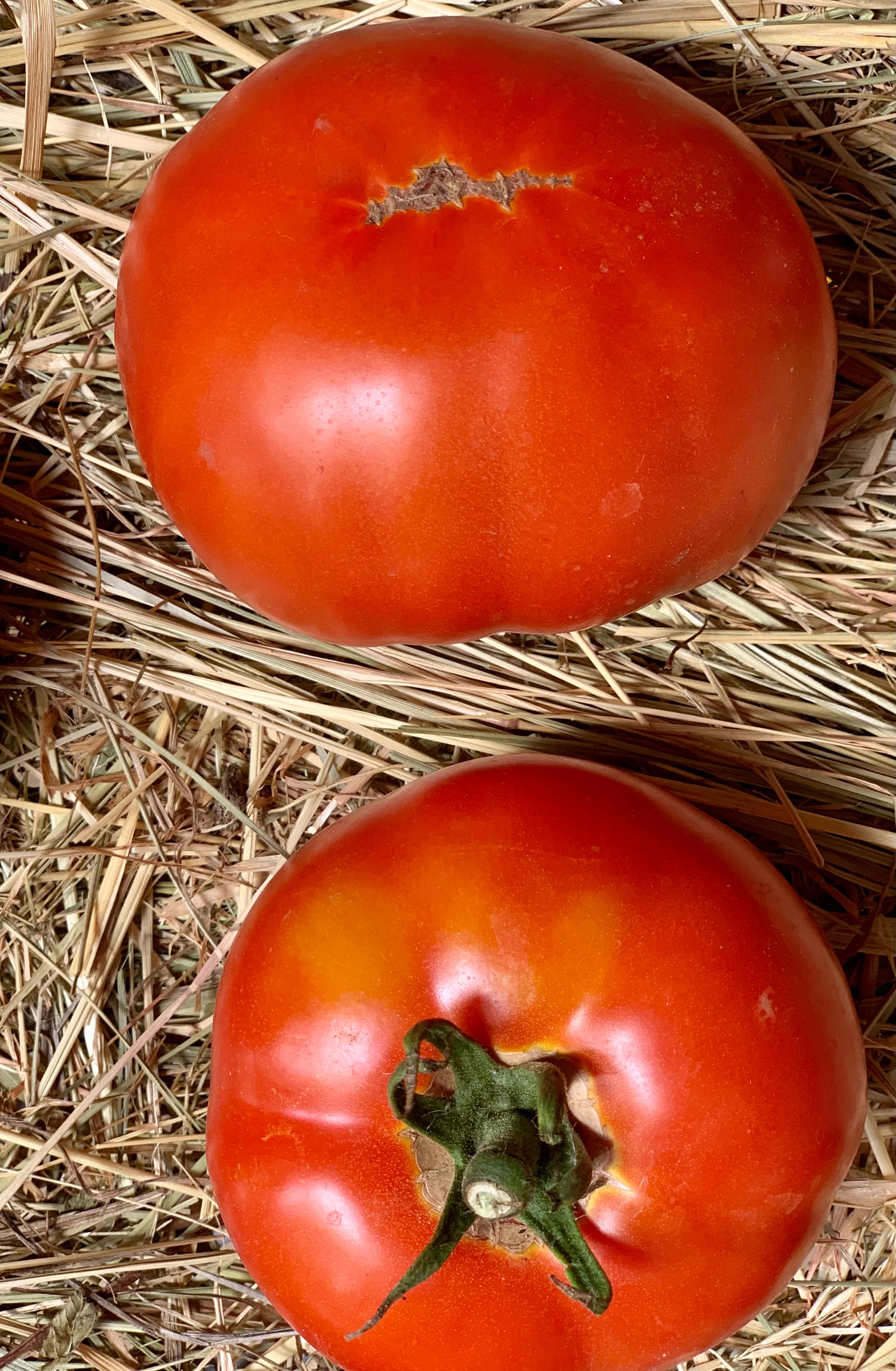 Tomate ronde