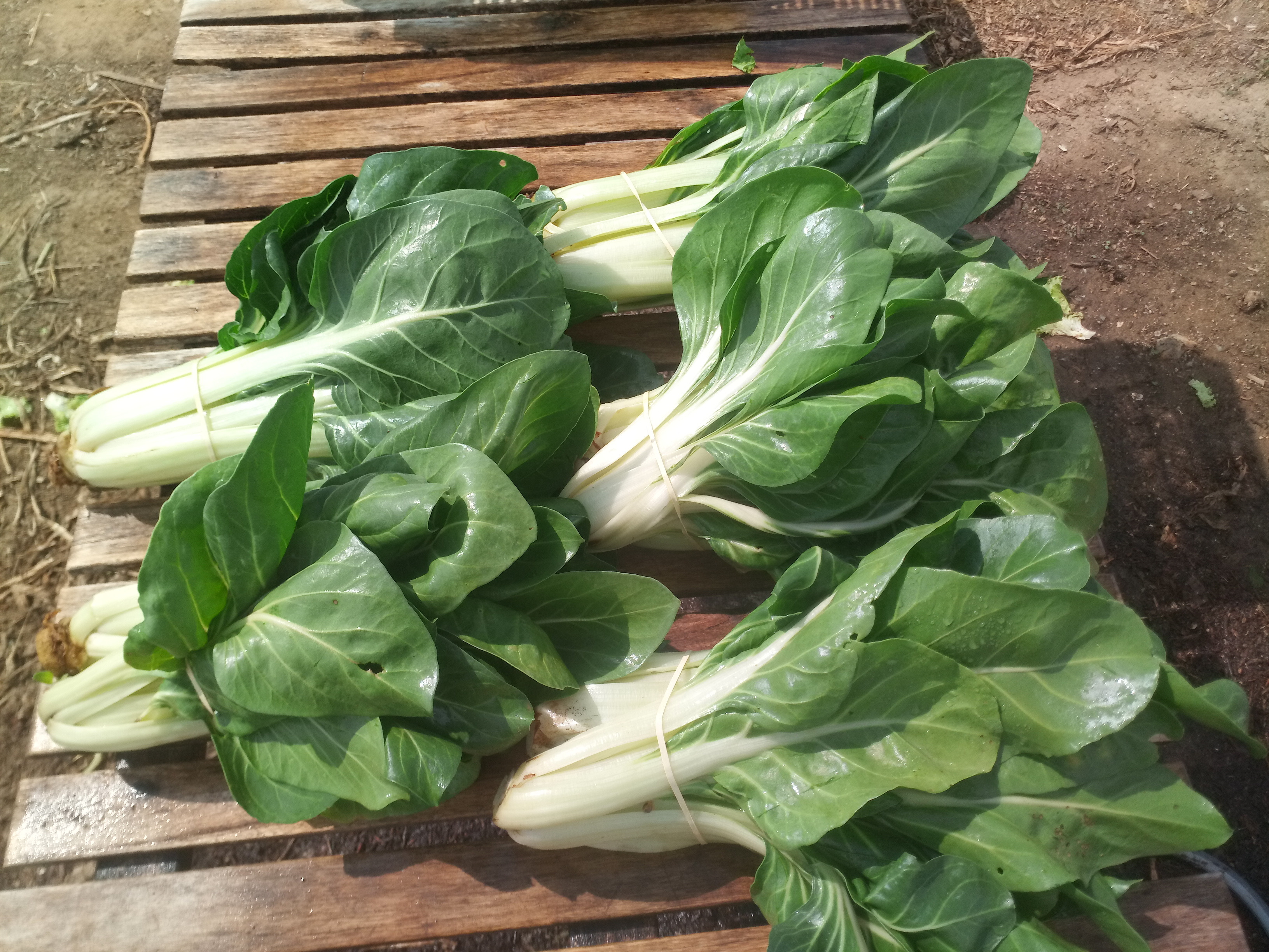 Blette à cardes blanches / le pied