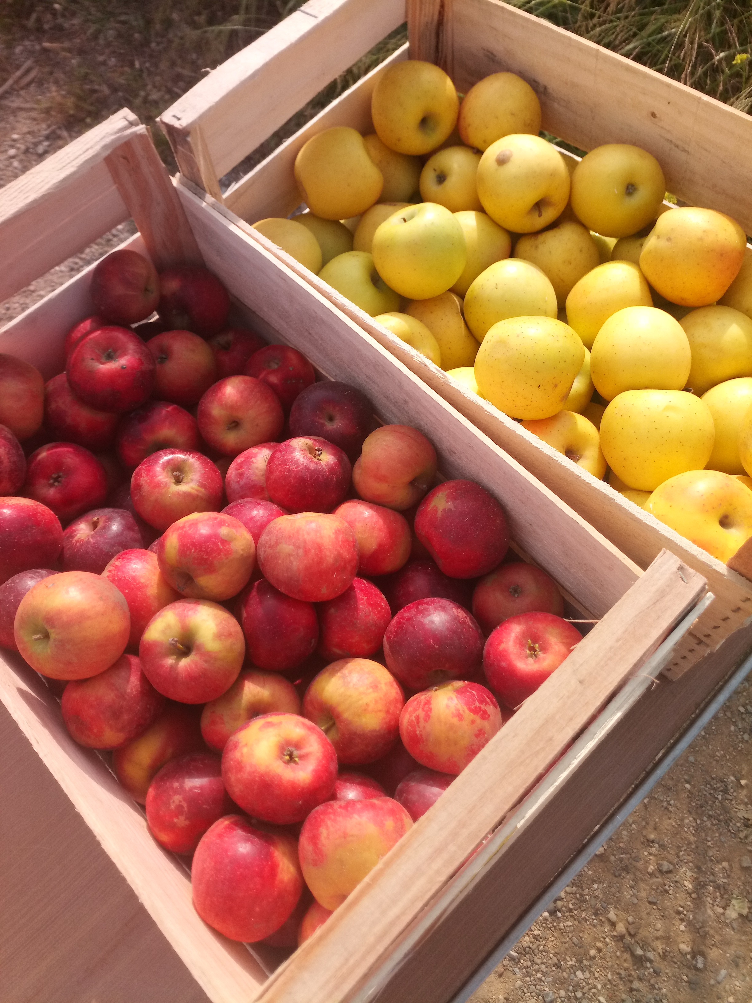Pommes AB d'Eus / plusieurs variétés