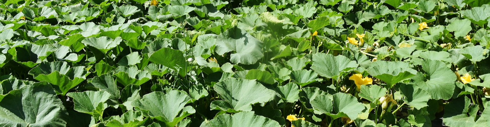 Les Paniers de la Pachamama