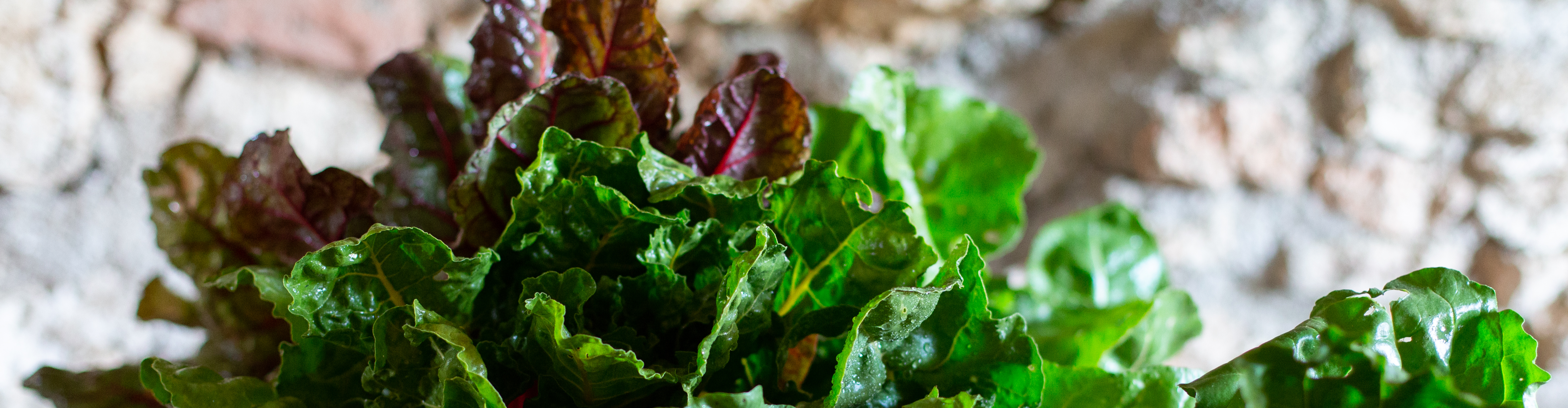 Maraîchage Bio Molinié