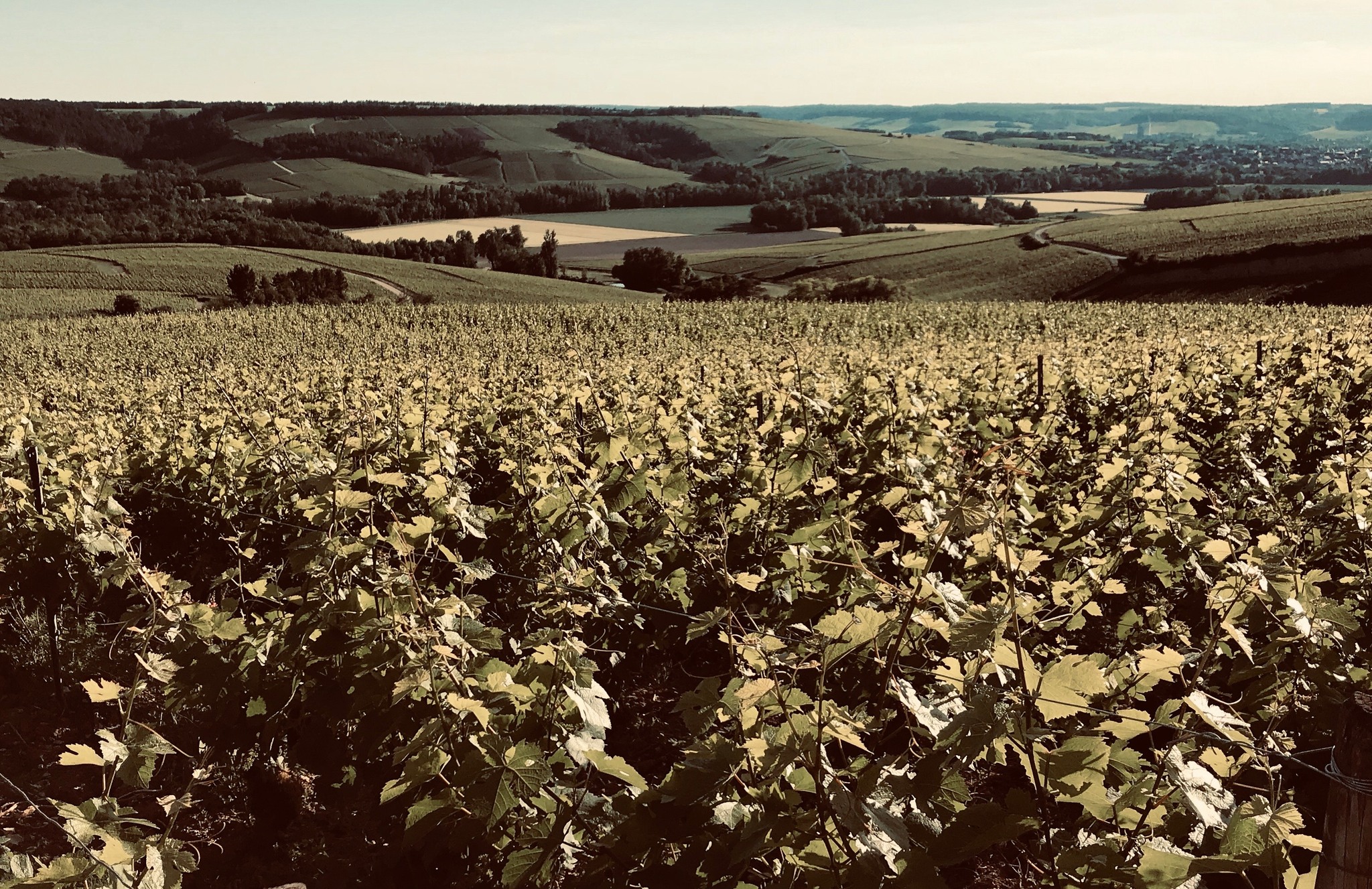 CHAMPAGNE ALBIN MARTINOT