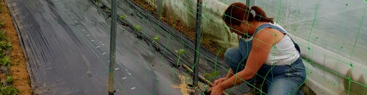 Les pousses des rives de l 'Arros