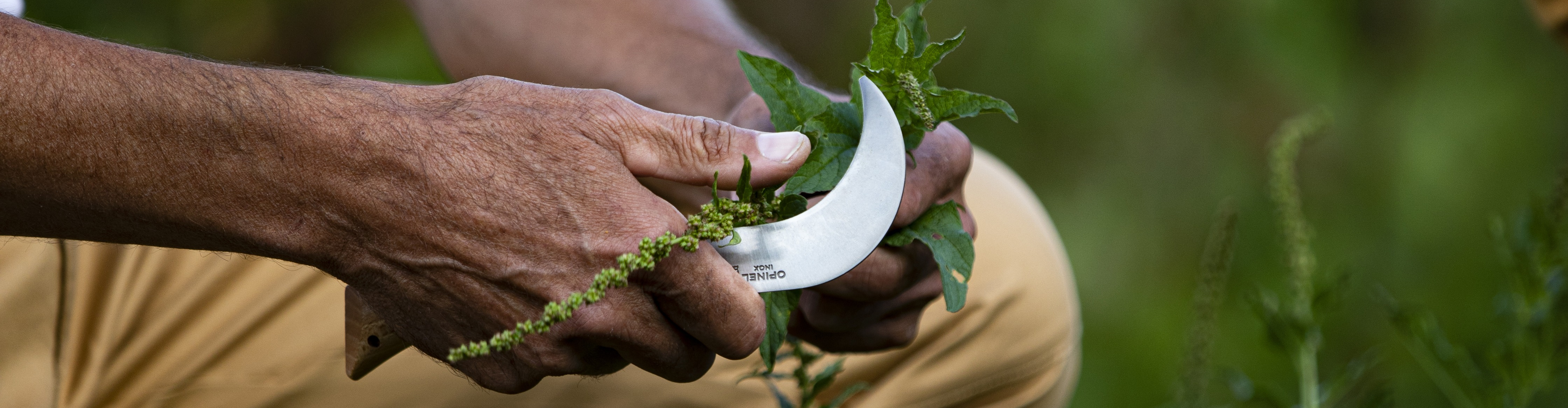 Les jardins d'Amelie Blanche