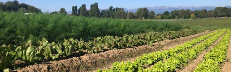 AUX LEGUMES DE SAISON