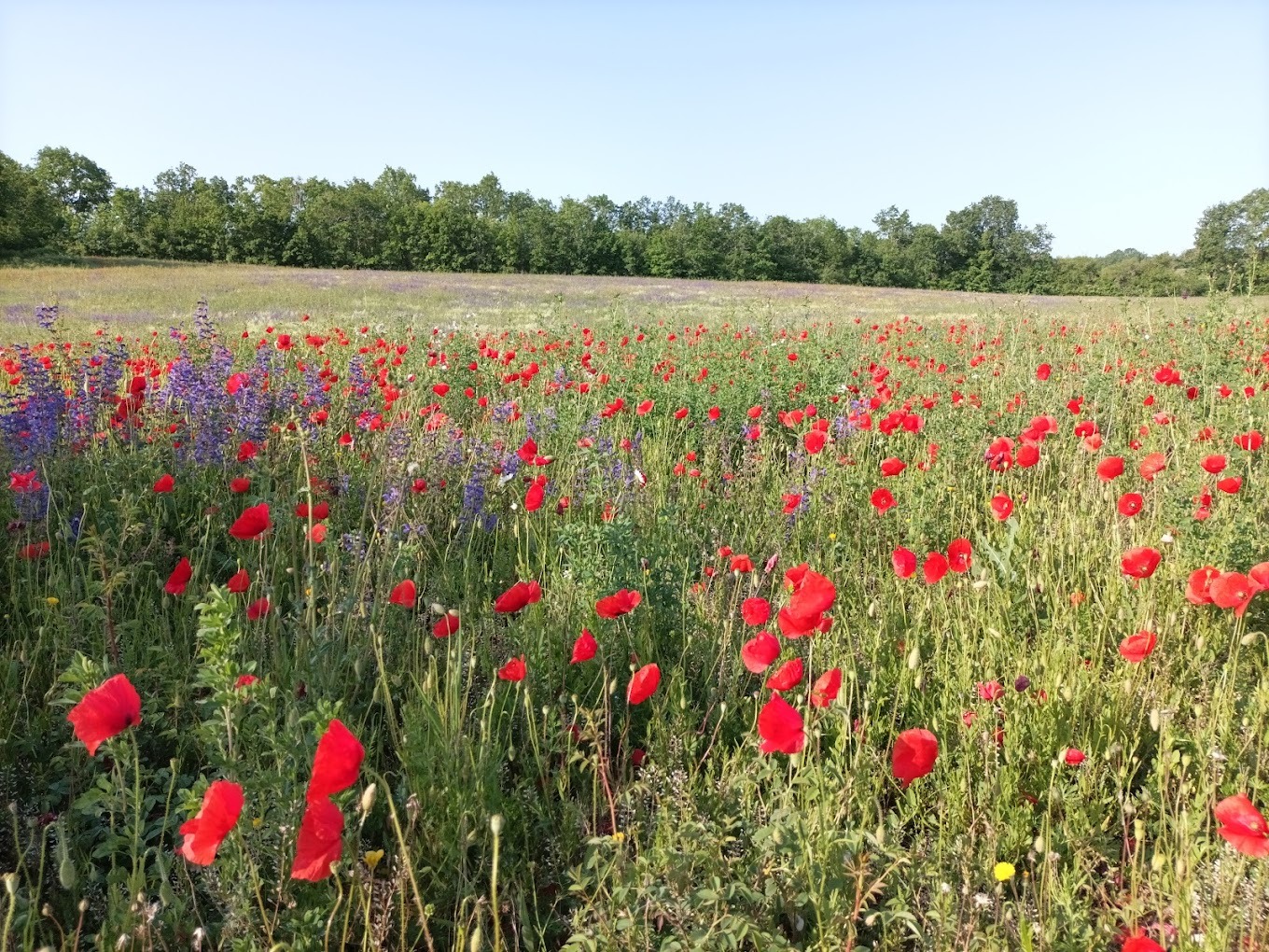 LES NEZ SAUVAGES ARÔMES DU QUERCY