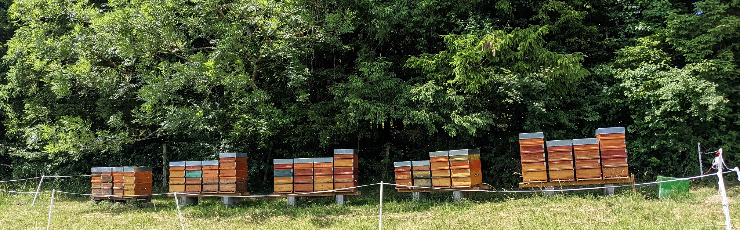 Les abeilles du Brionnais