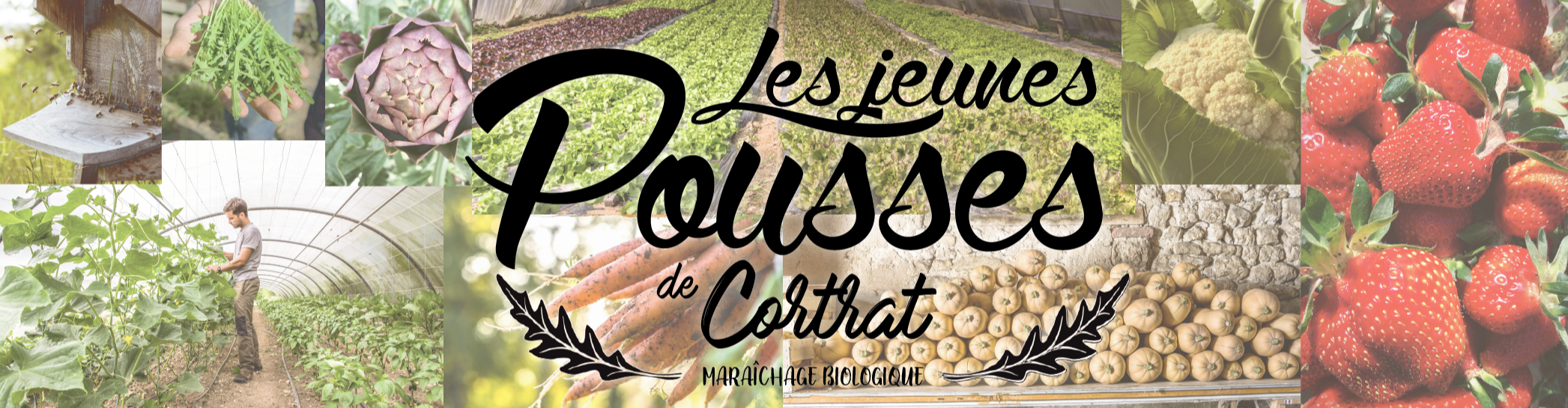 LES JEUNES POUSSES DE CORTRAT