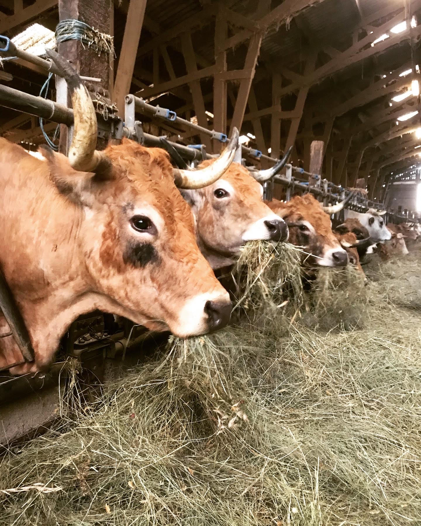 LA FERME DU PARC - REBREYEND