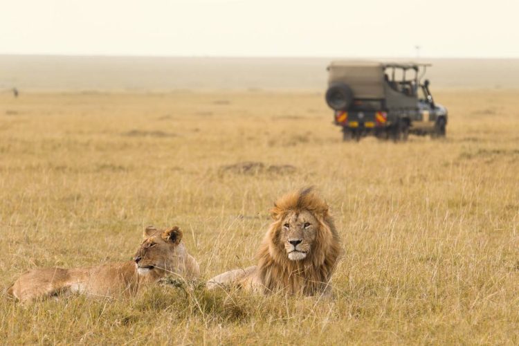 un safari en Tanzanie