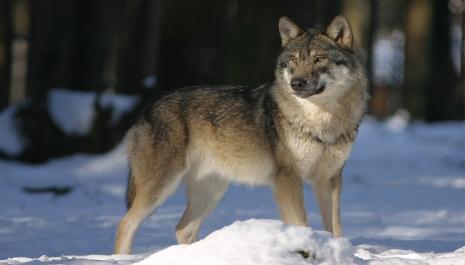 Nîmes : Le juge des référés suspend l'arrêté préfectoral autorisant un tir de prélèvement du loup