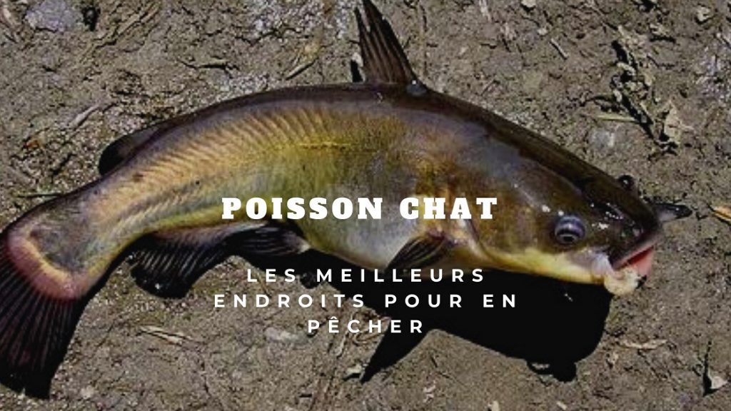 Poisson Chat A Quels Endroits P cher Ce Poisson