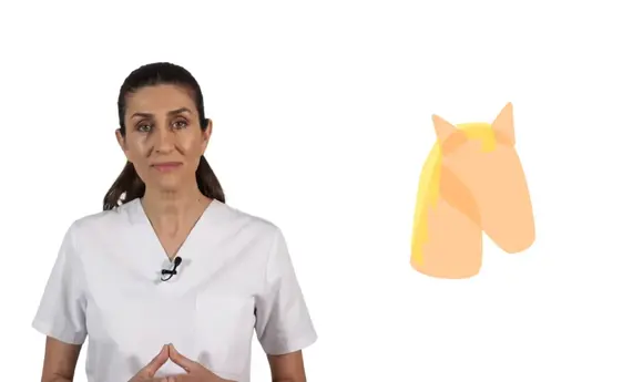 Animales: El caballo