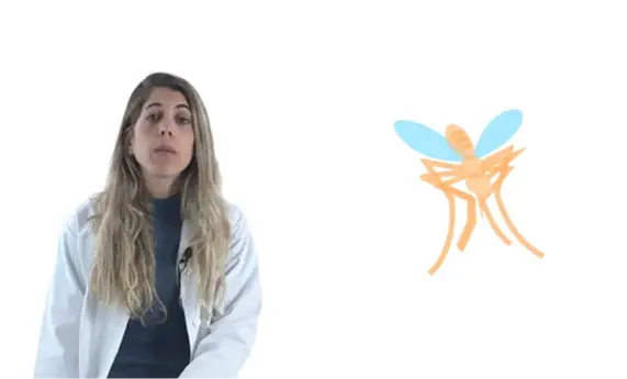 Mosquitos