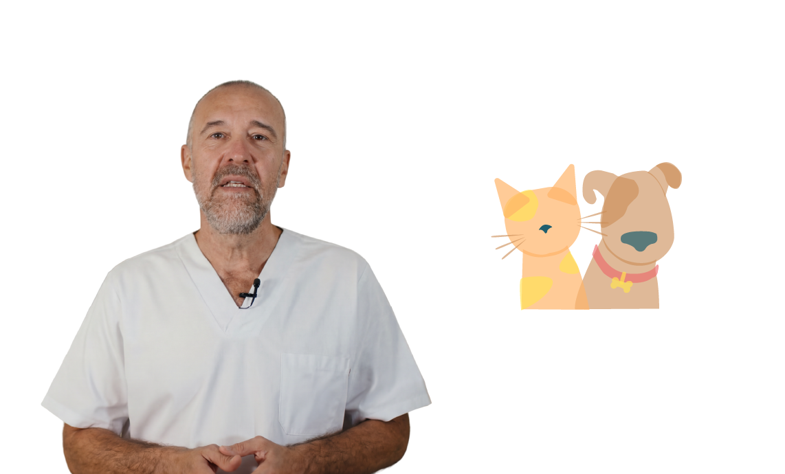 Categoría mascotas