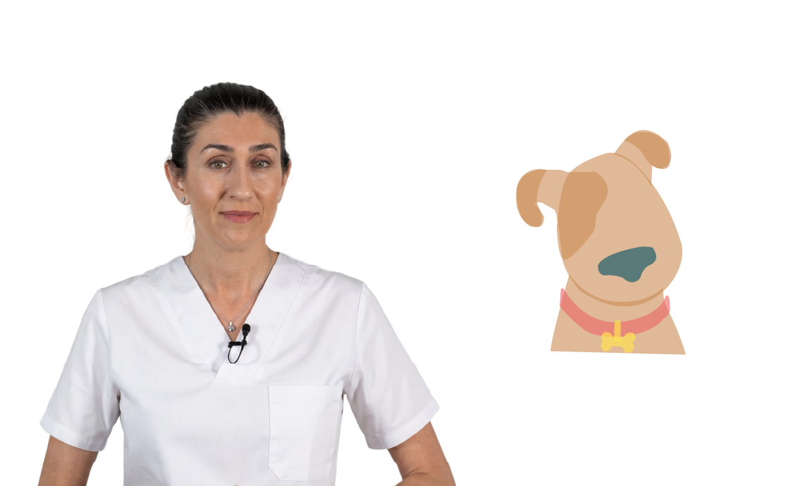 Animales: El perro