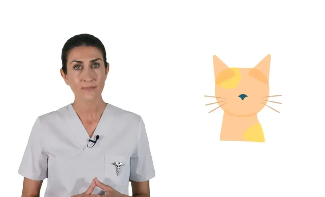 Animales: El gato
