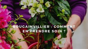 bougainvillier