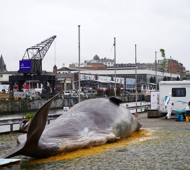 Tour & Taxis : on a retrouvé une baleine échouée dans le Canal de Bruxelles
