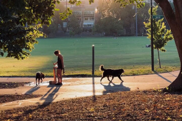 Où promener son chien à Bruxelles ?