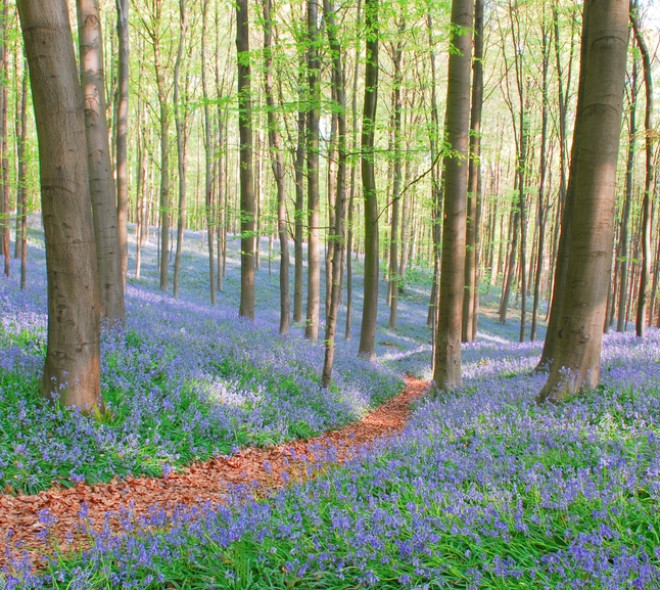 Het Hallerbos loopt geen blauwtje