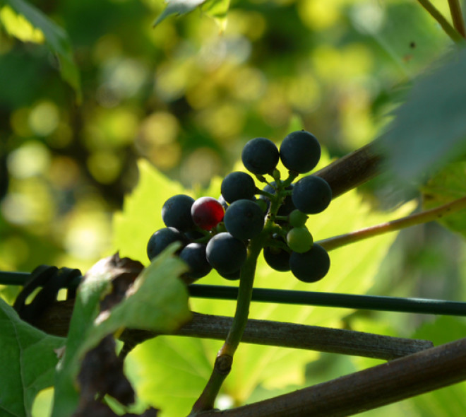 Vins, vignes et vignerons bruxellois