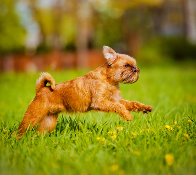 Griffon, the Brussels mascot