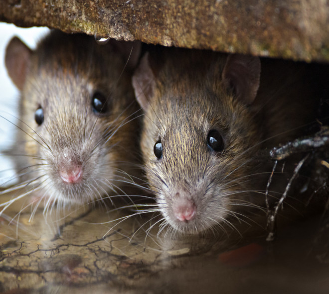 Comment éviter les rats dans nos habitations?