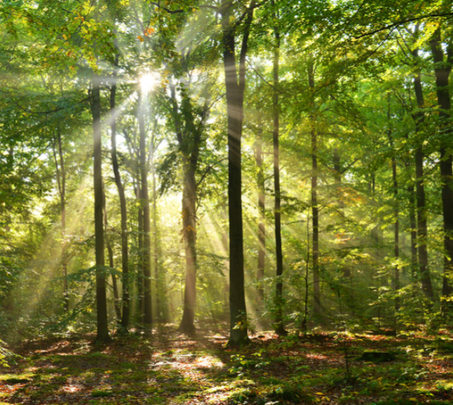 Wood Wide Web: het eerste virtuele stadsbos in Brussel