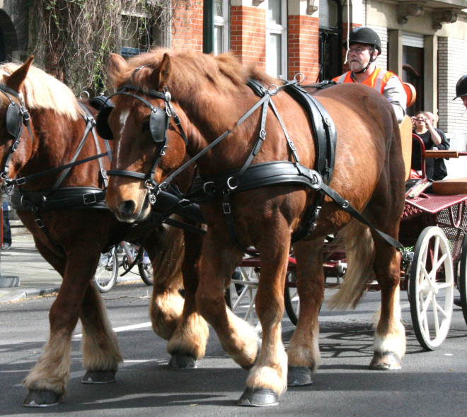 Horse-drawn collection: draft horses to pick up our rubbish