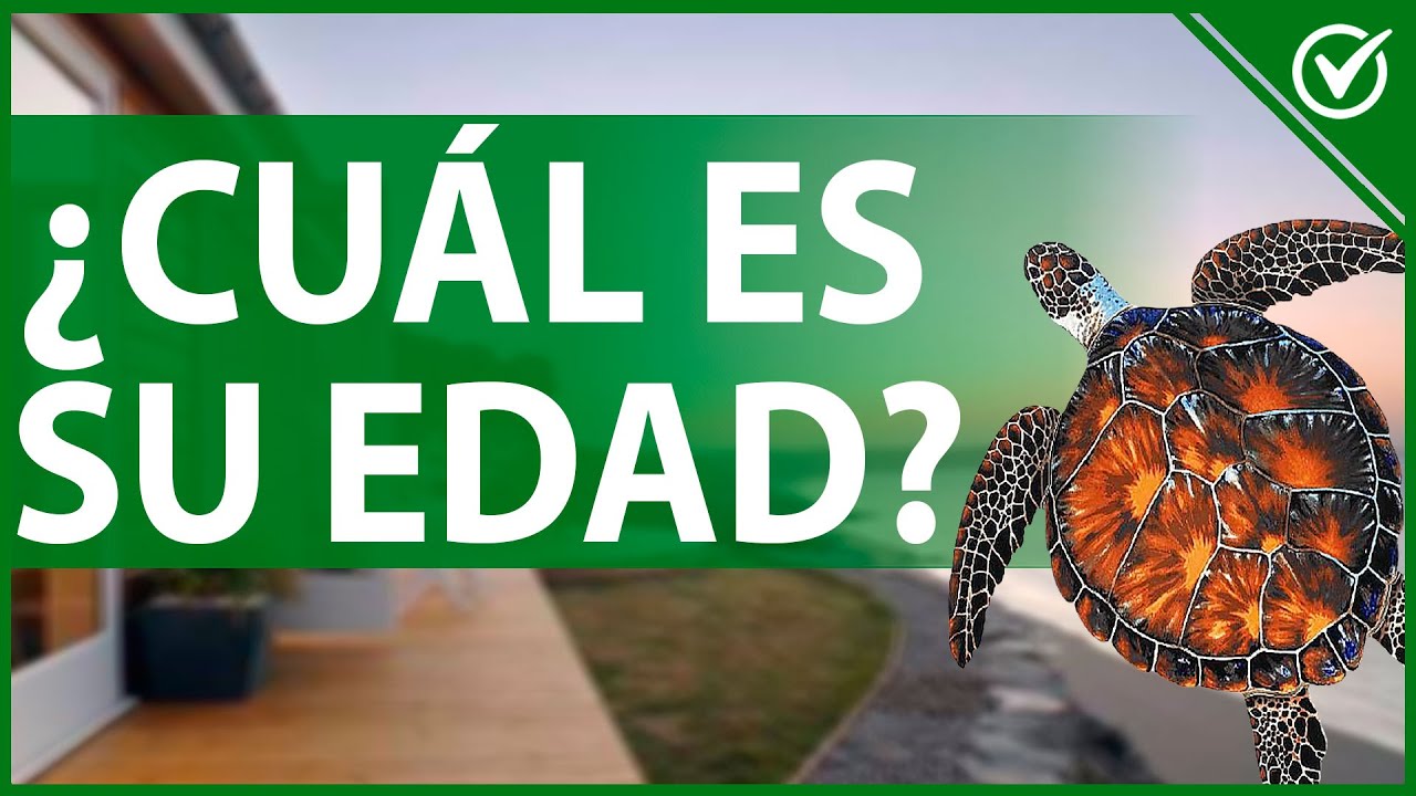 Cómo Calcular la Edad de las Tortugas