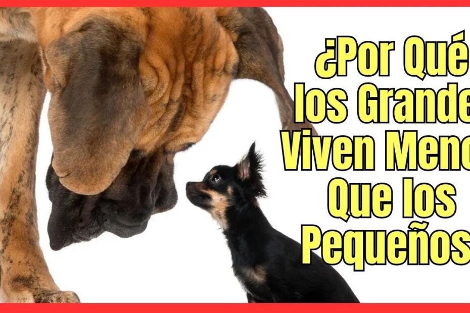Guía completa para el cuidado de perros de raza grande 1
