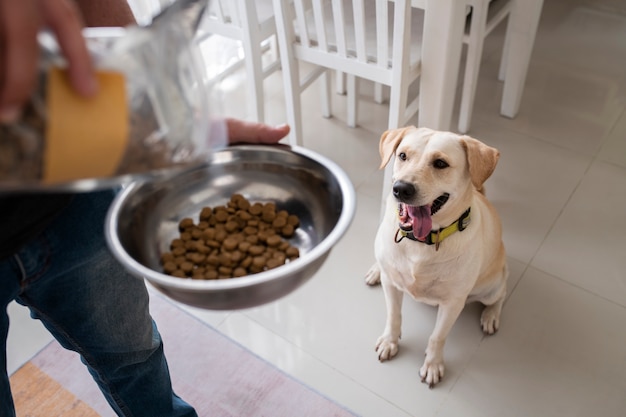 Guía de alimentación para cachorros labrador: seguridad, frecuencia y dieta 2
