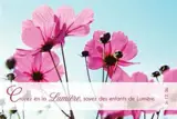 LOT DE 20 - CARTE SIMPLE PHOTO NATURE CROYEZ EN LA LMIERE - VENDU PAR LOT DE 20 EXEMPLAIRES