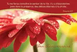 LOT DE 20 - CARTE SIMPLE BON ANNIVERSAIRE - VENDU PAR LOT DE 20 EXEMPLAIRES