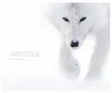 Arctique