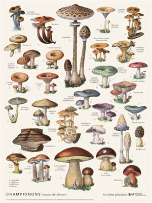 Champignons : leçons de choses